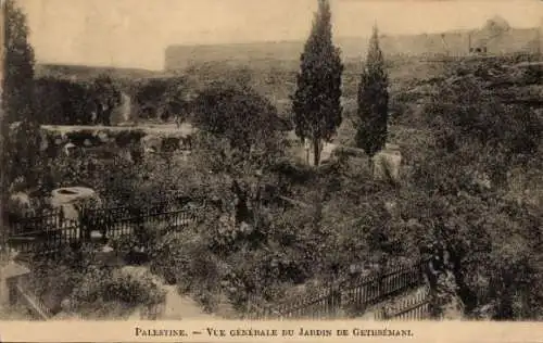 Ak Palästina, Garten Gethsemane