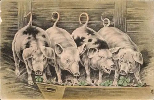 Ak Schweine fressen Klee