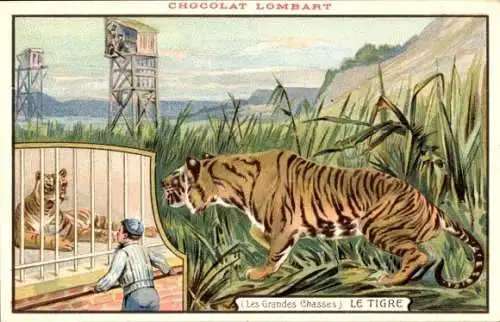 Litho Les Grandes Chasses, Le Tigre, Tiger im Zoo, Chocolat Lombart, Reklame