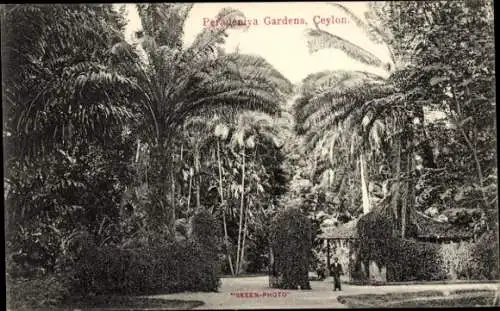 Ak Kandy Sri Lanka Ceylon, Peradeniya Botanischer Garten
