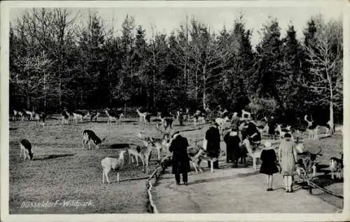 Ak Düsseldorf am Rhein, Wildpark, Rotwild