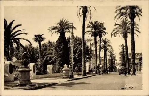 Ak Hyères les Palmiers Var, Avenue de Belgique