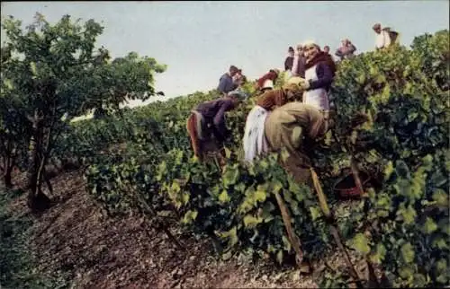 Ak Chablis Yonne, Personen bei der Weinlese