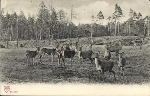 Ak Rehe auf einer Wiese am Waldrand
