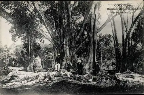 Ak Colombo Ceylon Sri Lanka, Bananen im Garten von Peradeniya