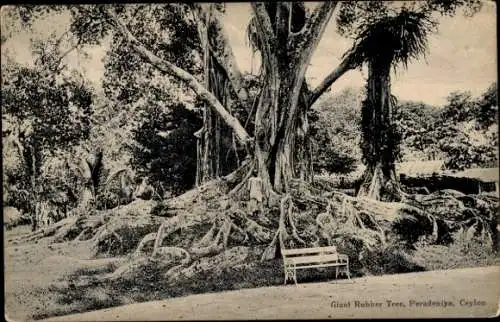 Ak Peradeniya Sri Lanka, Riesengummibaum