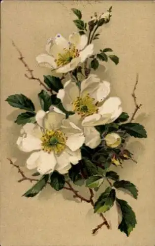 Künstler Ak Klein, Catharina, Wildrosen, weiße Blüten
