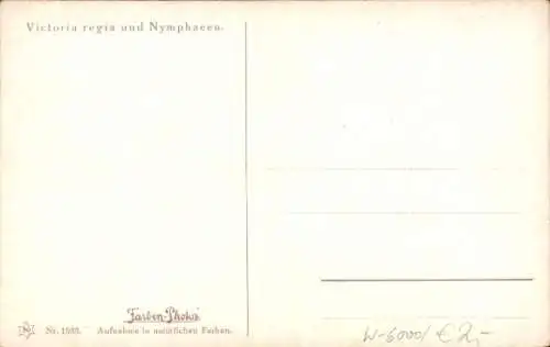 Ak Frankfurt am Main, Gewächshaus, Victoria regia, Nymphaeen