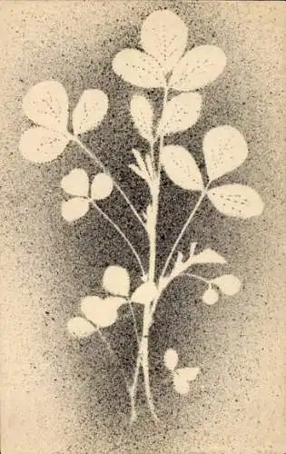 Handgemalt Ak Kleeblätter, Umriss gespritzt