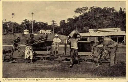 Ak Kamerun, 2. Westafrikanische Pflanzungsgesellschaft Viktoria, Transport der Kakaobohnen