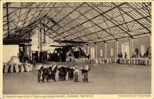 Ak Kamerun, Westafrikanische Pflanzengesellschaft Viktoria, Innenansicht der Trockenhalle