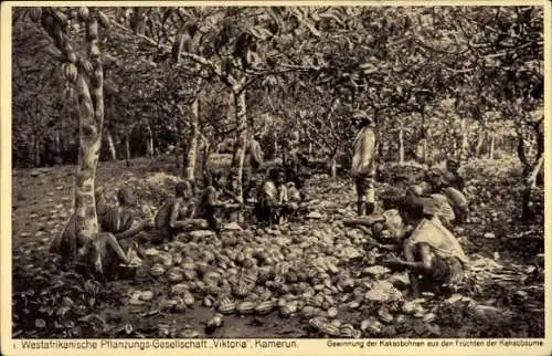 Ak Kamerun, Gewinnung von Kakaobohnen, Westafrikanische Pflanzungsgesellschaft Viktoria