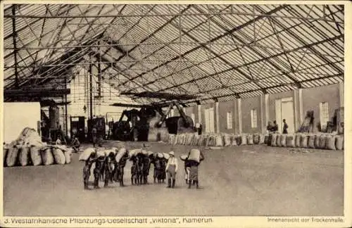 Ak Kamerun, Westafrikanische Pflanzengesellschaft Viktoria, Innenansicht der Trockenhalle