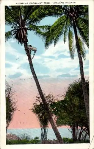 Ak klettert auf einen Kokosnussbaum, Hawaii-Inseln