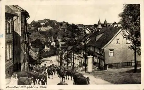 Ak Clausthal Zellerfeld im Oberharz, Straßenpartie, Rinderherde