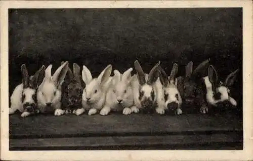 Ak Kaninchen, Tiere, Landwirtschaft