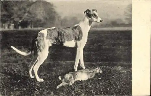 Ak Greyhound mit gefangenem Hasen auf einem Feld