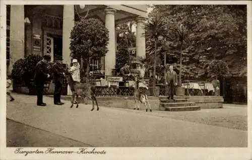 Ak Kirchrode Hannover in Niedersachsen, Tiergarten, Rotwild, Terrasse