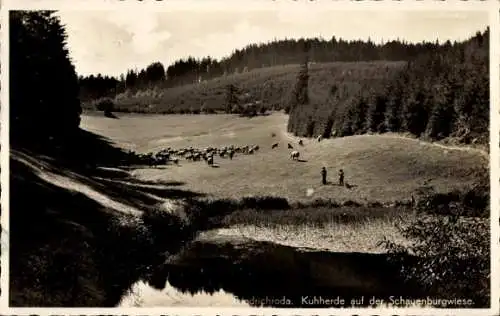Ak Friedrichroda im Thüringer Wald, Schauenburgwiese, Kuhherde