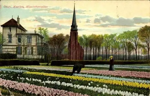 Ak Haarlem Nordholland Niederlande, Hyazinthenfelder, Sassenheim