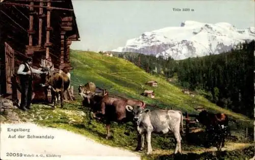 Ak Engelberg Kanton Obwalden Schweiz, Auf der Schwandalp, Kühe, Bauer