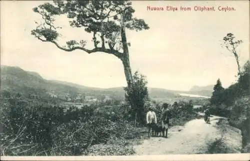 Ak Nuwara Eliya Sri Lanka, Blick vom Oliphant