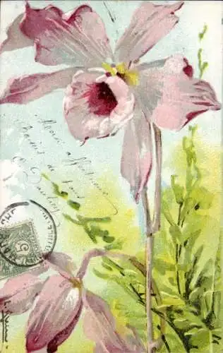 Künstler Ak Klein, Catharina, Orchideen