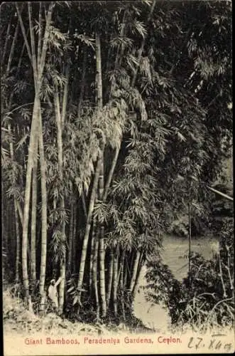 Ak Peradeniya Sri Lanka, Botanischer Garten, Riesenbambus
