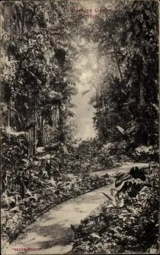 Ak Peradeniya Sri Lanka, Botanischer Garten