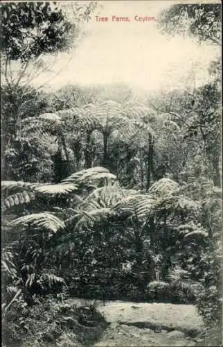 Ak Sri Lanka, Baumfarne