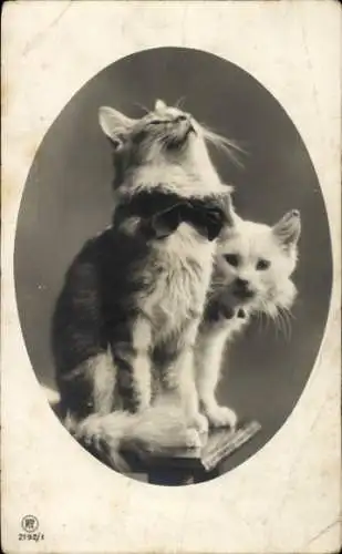 Ak Zwei Katzen, Hauskatze schaut nach oben