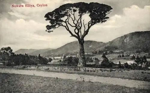 Ak Nuwara Eliya Sri Lanka, Panorama