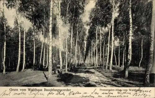 Ak Berlin Köpenick Schmöckwitz Rauchfangswerder, Promenaden-Allee vom Waldhaus