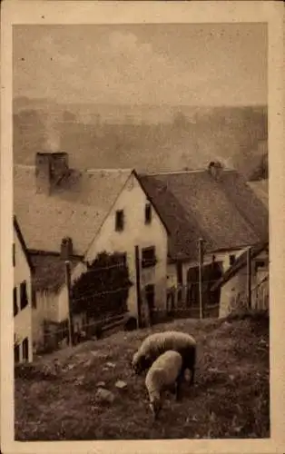 Ak Dahlem in der Nordeifel, Burg Kronenburg, Burgfrieden, Schafe