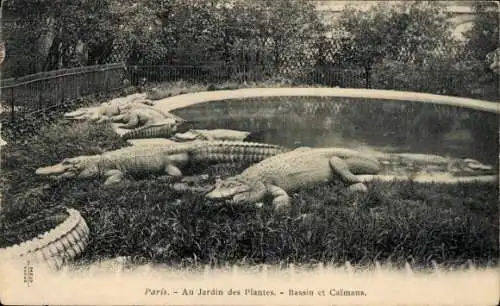 Ak Paris, Jardin des Plantes, Bassin et Caimans