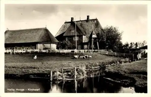 Ak Hallig Hooge in Nordfriesland, Kirchwarf, Schafe am Wasser