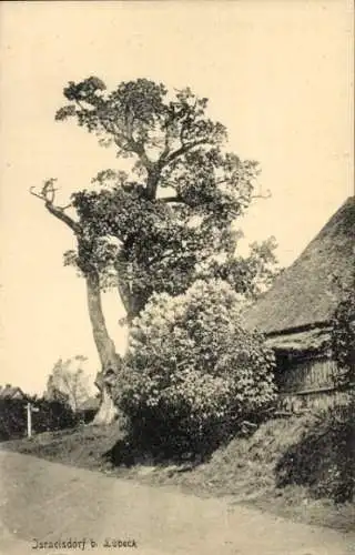 Ak Israelsdorf Sankt Gertrud Hansestadt Lübeck, Baum, Gebäude