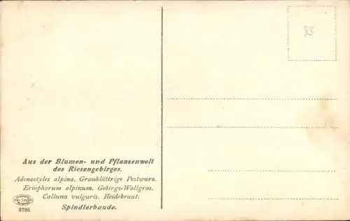 Ak Spindleruv Mlýn Spindlermühle Riesengebirge Region Königgrätz, Špindlerova bouda, Spindlerbaude