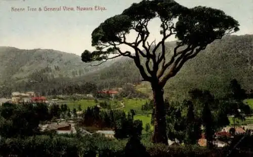 Ak Nuwara Eliya Sri Lanka, Keena Tree und allgemeine Ansicht