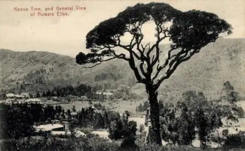 Ak Nuwara Eliya Sri Lanka, Keena-Baum und allgemeine Ansicht