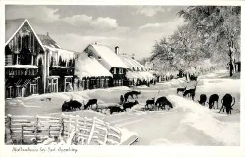 Litho Bad Harzburg in Niedersachsen, Molkenhaus, Winter, Rotwild