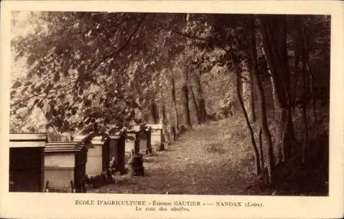 Ak Nandax, Ecole d'Agriculture, Etienne Gautier, Le coin des abeilles