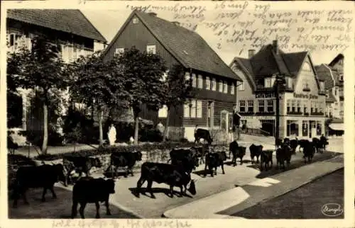 Ak Braunlage im Oberharz, Damenkapelle, Viehtrieb, Kuhherde in d. Straße, Konditorei Dietze, Stengel