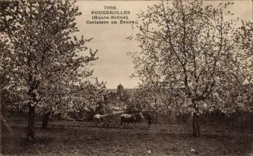 Ak Fougerolles du Plessis Mayenne, Kirschblüte