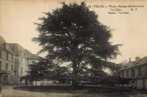 Ak Tours Indre et Loire, Musee, Le Cedre