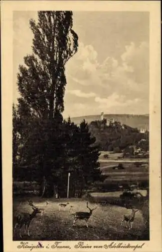 Ak Königstein im Taunus, Ruine Adelheidtempel, Rotwild