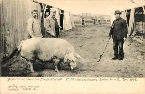 Ak Berlin, Deutsche Landwirtschafts Gesellschaft, 20. Wanderausstellung, 1906, Schwein, Männer