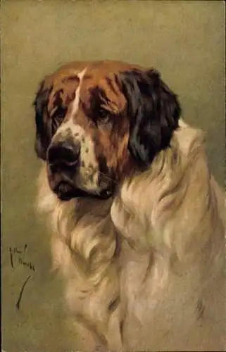 Künstler Ak Hundeportrait, Bernhardiner