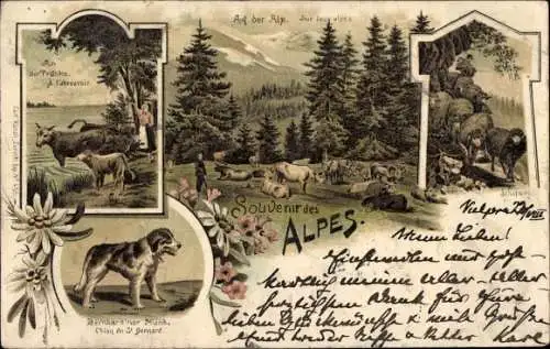 Litho Schweizerische Alpen, Schafe, Bernhardiner, Gebirge