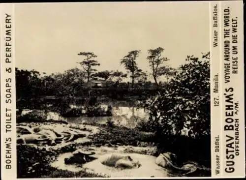 Foto Manila Philippinen, Gustav Boehm's Reise um die Welt, Reklame Boehm's Toilet Soaps,Wasserbüffel